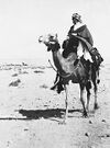 T.E. Lawrence "av Arabien" ridande på kamel vid Akaba 1917.